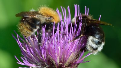 Bumble Bee Queens Strategically Pause Egg-Laying
