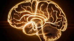 Unveiled: The Brain’s Hidden Learning System
