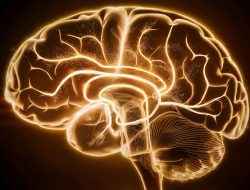 Unveiled: The Brain’s Hidden Learning System