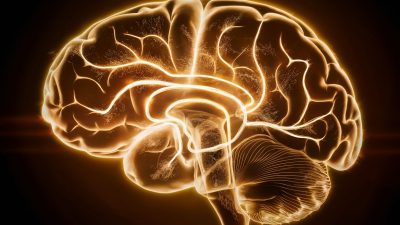 Unveiled: The Brain’s Hidden Learning System