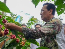 Kopi Merapi Siap Jadi Magnet Wisata Baru Sleman Kopi Merapi Siap Jadi Magnet Wisata Baru Sleman
