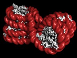 Unpacking the Link Between Ultra-Processed Foods and Inherited Autism and ADHD