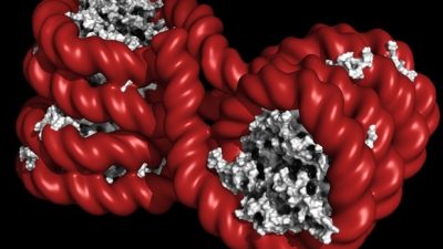 Unpacking the Link Between Ultra-Processed Foods and Inherited Autism and ADHD