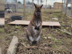 Mac the Wallaby Returns Home Safely After a Two-Week Escape Adventure
