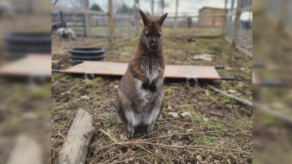 Mac the Wallaby Returns Home Safely After a Two-Week Escape Adventure