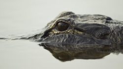 Girl Injured in North Carolina Lake After Alligator Encounter