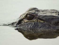 Girl Injured in North Carolina Lake After Alligator Encounter