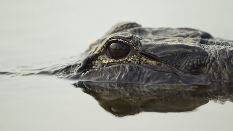 Girl Injured in North Carolina Lake After Alligator Encounter