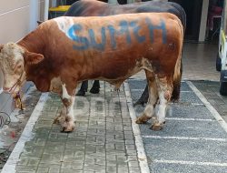 Ayu Ting Ting Berkurban 3 Sapi Limosin Beratnya Hingga 1 Ton Ayu Ting Ting Berkurban 3 Sapi Limosin Beratnya Hingga 1 Ton