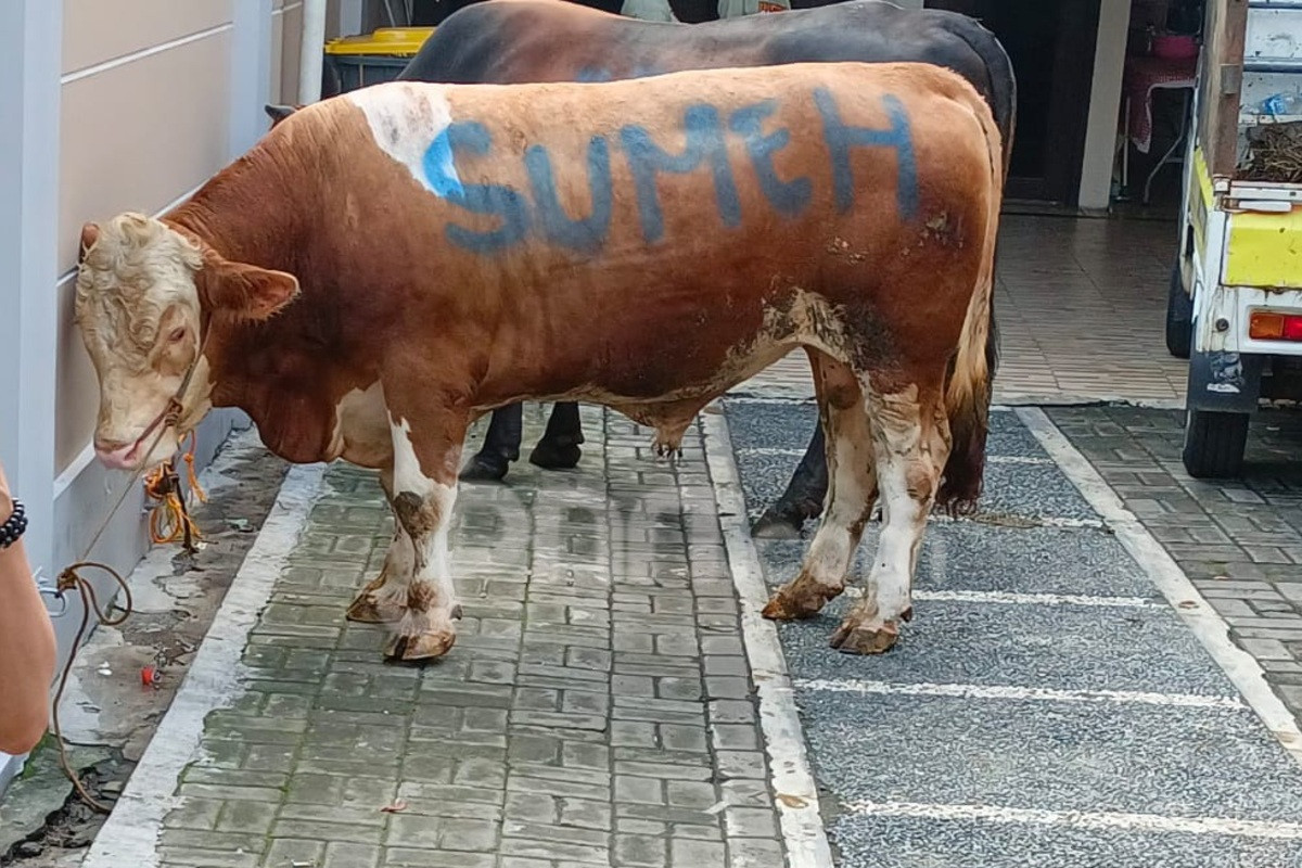 Ayu Ting Ting Berkurban 3 Sapi Limosin Beratnya Hingga 1 Ton