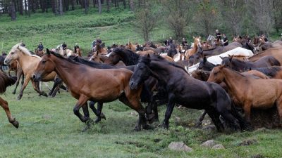 What’s Your Fate in June 2025, the Year of the Water Horse? Unveiling Love, Wealth, Travel, and Friendship Insights