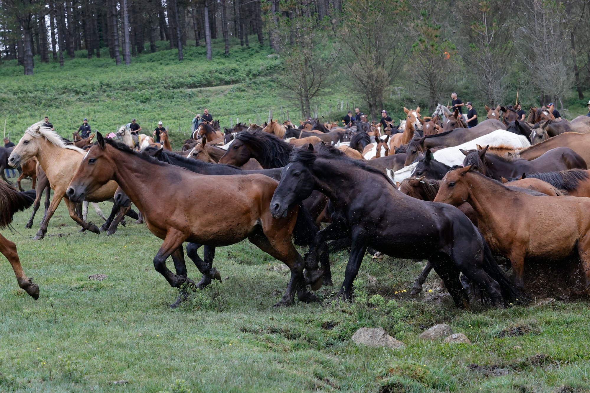 What’s Your Fate in June 2025, the Year of the Water Horse? Unveiling Love, Wealth, Travel, and Friendship Insights