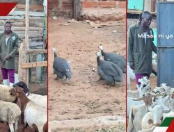 Guardian Angel Unveils His Menagerie on the Expansive Farm: “Masaa ya kuingia”