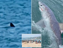 Shark Sighting! 5-Foot Predator Spotted Just 30 Feet from Britain’s Busiest Beach
