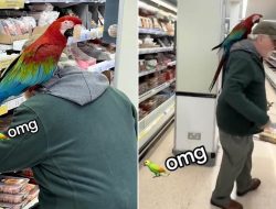 Pensioner Stuns Shoppers at Tesco With His Feathered Friend in Tow