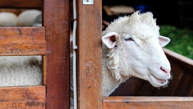 Waktu Terbaik untuk Penyembelihan dan Cara Optimal Pembagian Daging Kurban
