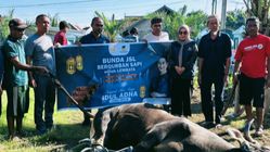 Idul Adha 2025, Anggota DPR Julie Sutrisno Laiskodat Berbagi Kasih 15 Ekor Sapi untuk Umat Muslim Dapil NTT 1
