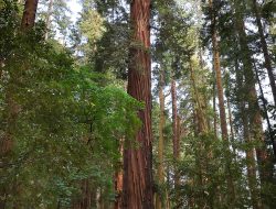 Photo | Towering Giants Overlook Henry Cowell Redwoods State Park