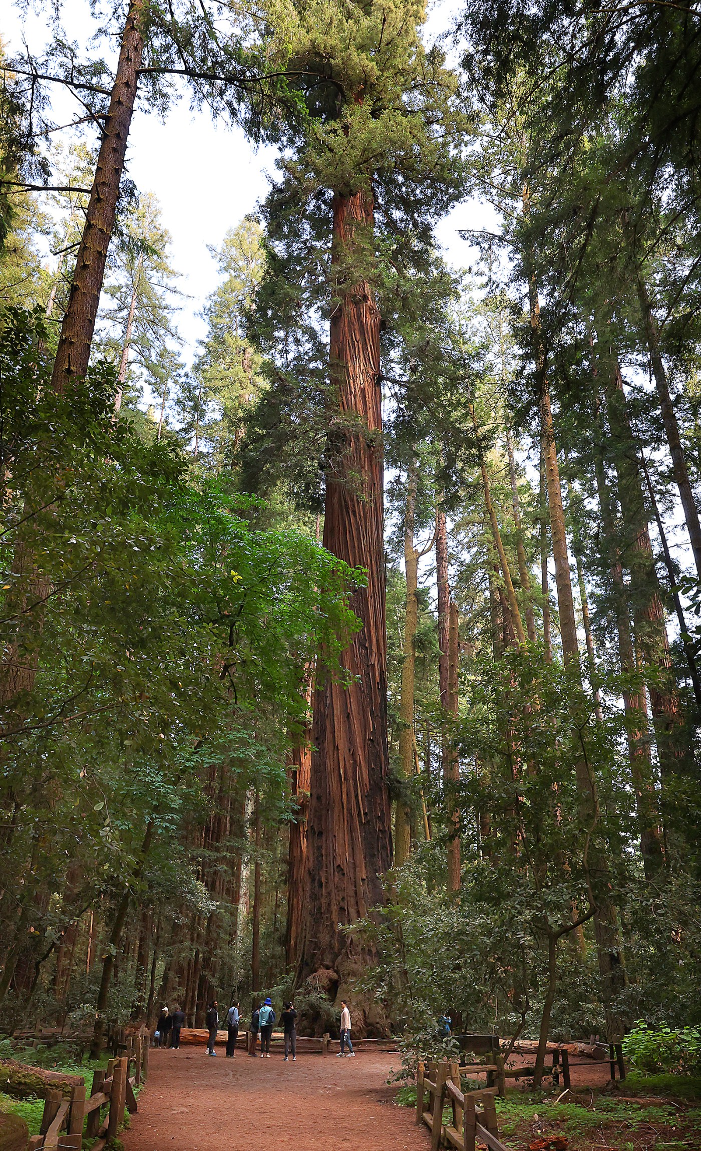 Photo | Towering Giants Overlook Henry Cowell Redwoods State Park Photo | Towering Giants Overlook Henry Cowell Redwoods State Park