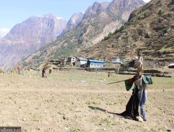 Gorkha Farmers Battle Wildlife to Save Crops Gorkha Farmers Battle Wildlife to Save Crops
