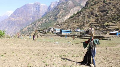 Gorkha Farmers Battle Wildlife to Save Crops