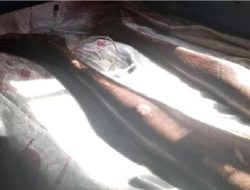 Trapped and Abandoned: The Heart-Wrenching Tale of a Ex-Driver’s Life-Altering Injury After Stray Cow Incident Trapped and Abandoned: The Heart-Wrenching Tale of a Ex-Driver’s Life-Altering Injury After Stray Cow Incident