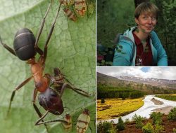 Is This the World’s Toughest Job? Hunting Tiny ANTS at a 1,700-Sq-Mile Natural Wonder