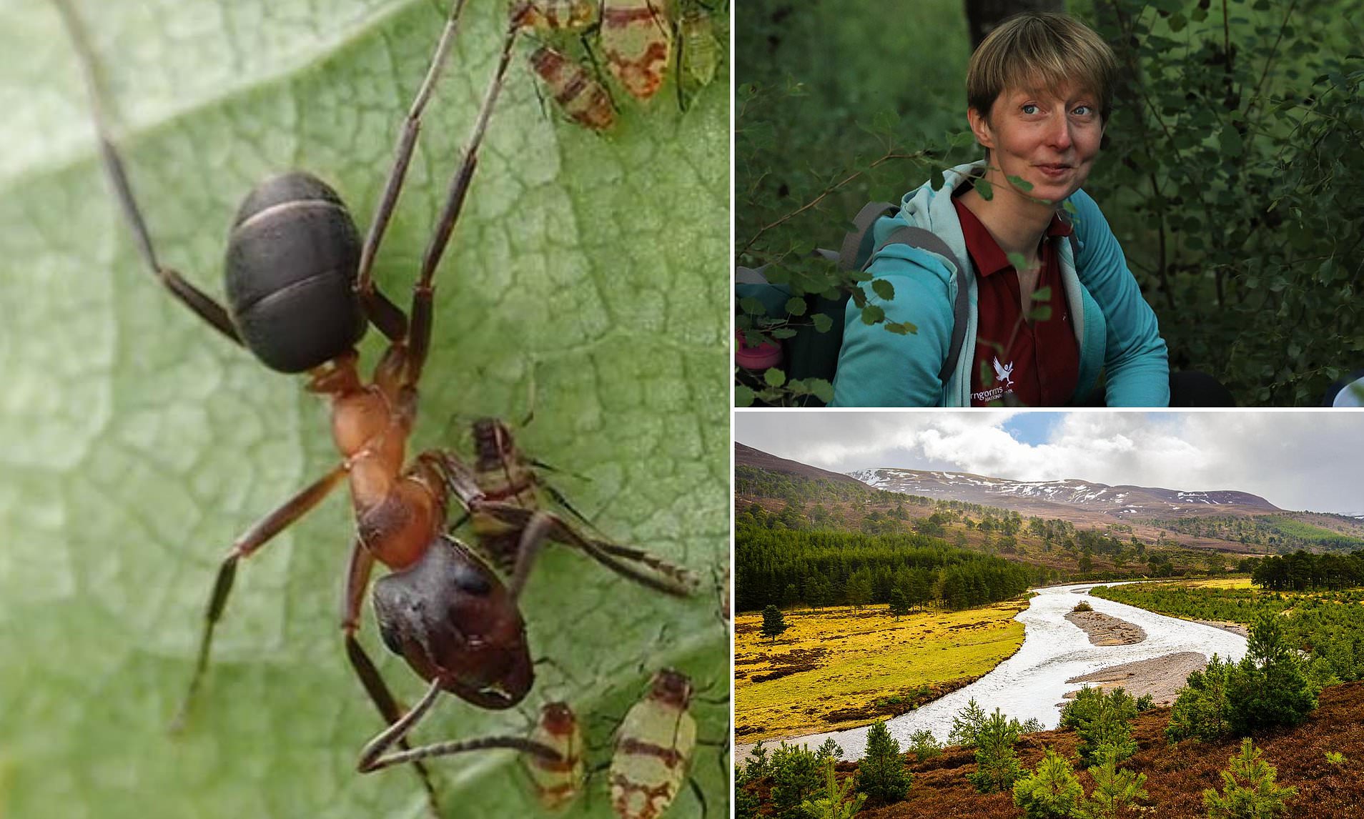 Is This the World’s Toughest Job? Hunting Tiny ANTS at a 1,700-Sq-Mile Natural Wonder