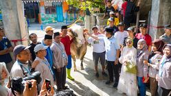 Pemprov Sulteng Berikan 37 Ekor Sapi Qurban dari Bantuan Presiden dan Gubernur