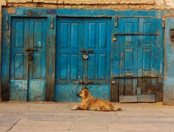 Annual Transformation: From Dog to Wonder