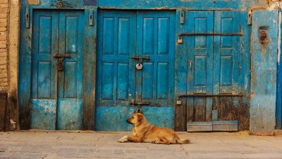 Annual Transformation: From Dog to Wonder