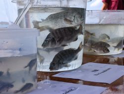 Why Hong Kong Is Releasing 83,500 Young Fish Into Its Waters: The Surprising Reason