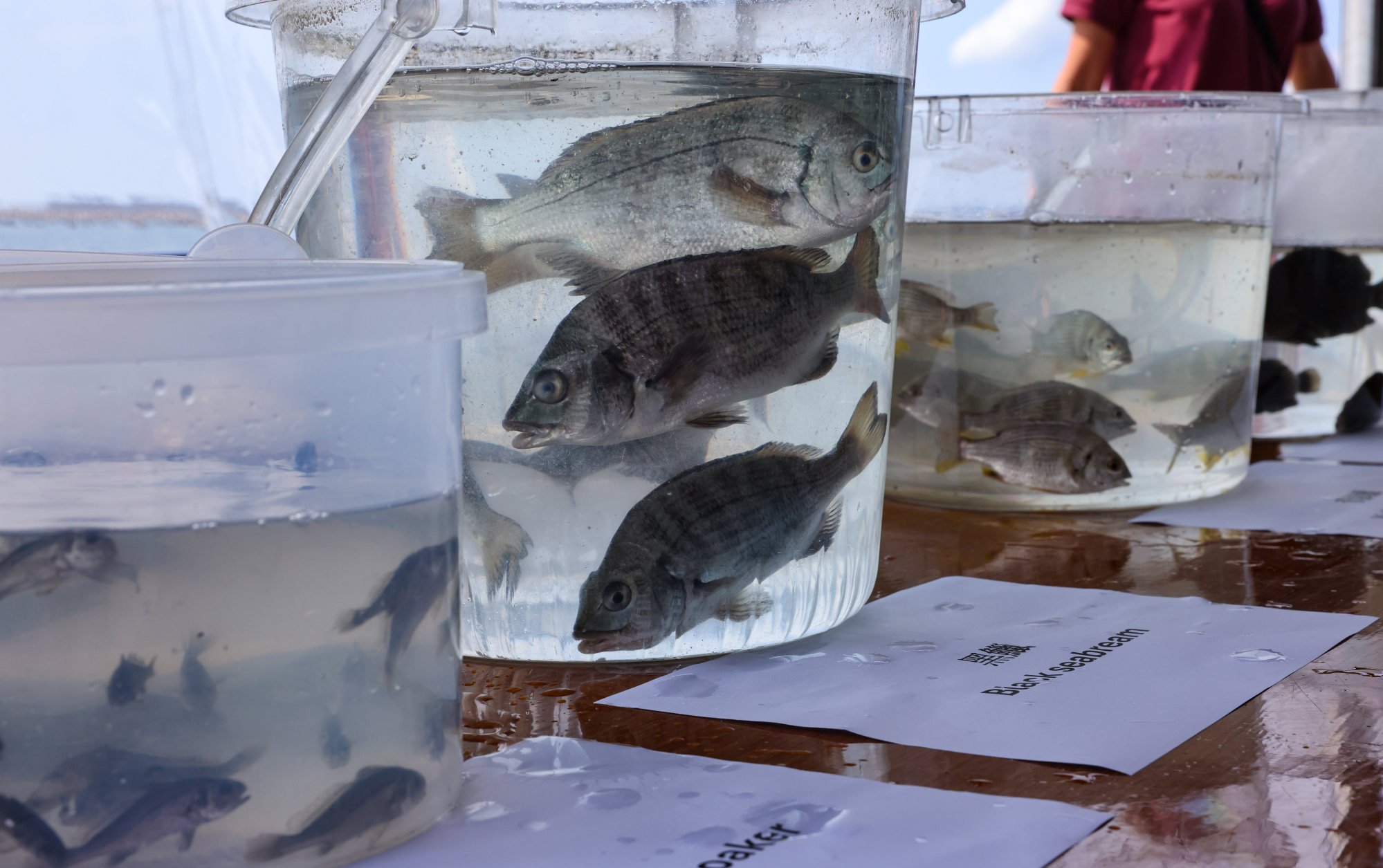 Why Hong Kong Is Releasing 83,500 Young Fish Into Its Waters: The Surprising Reason