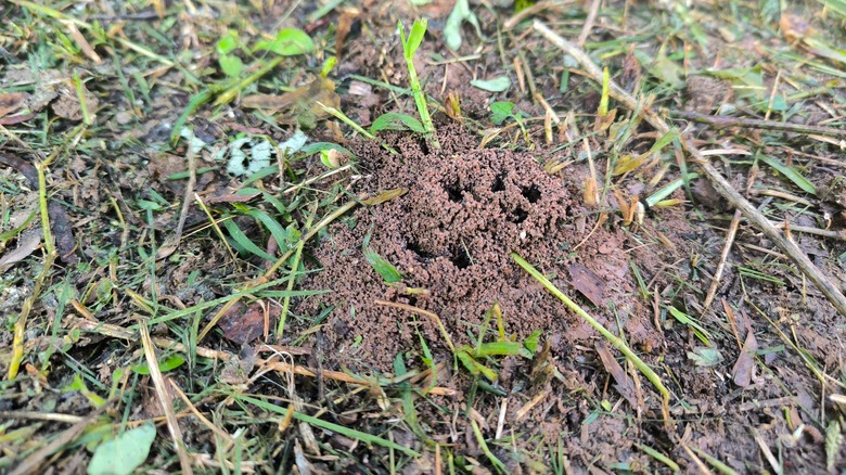 Banish Ant Hills from Your Yard for Good with a Tool You Already Have!