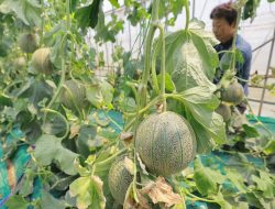 Melon Mania in Chiba: Japanese News Update on Flourishing Fruit