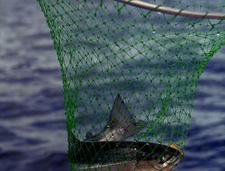 Fish Feel Pain Just Like Us, Scientists Confirm