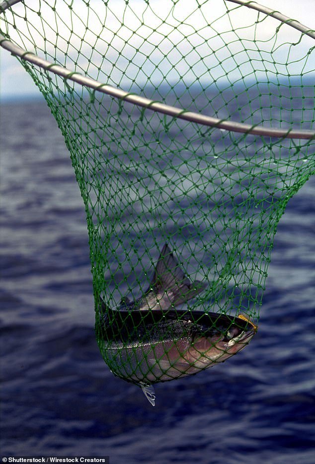 Fish Feel Pain Just Like Us, Scientists Confirm