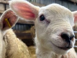 Royal Welsh Blocks English Livestock Due to Bluetongue Outbreak