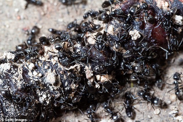 Super Ant Armies Invade Europe: Could the UK Be Next?