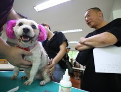 Clark County Launches Pet Microchip Program Ahead of Mandatory Start Date Clark County Launches Pet Microchip Program Ahead of Mandatory Start Date
