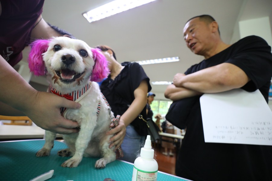 Clark County Launches  Pet Microchip Program Ahead of Mandatory Start Date