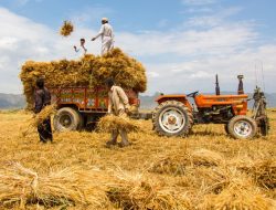 Agriculture Grows: 0.56% Global Boost (International Edition) Agriculture Grows: 0.56% Global Boost (International Edition)