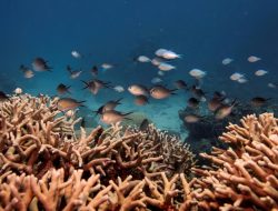 AS Acuhkan Konferensi PBB Tentang Laut Setelah Menolak Tujuan Pembangunan Berkelanjutan