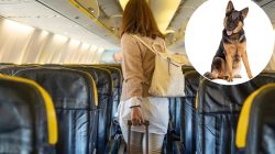 Italy Faces Backlash Over ‘Ridiculous’ New Cabin Rule as Passengers Question Its Sanity