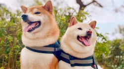 7 Heartbreaking Signs Dogs Show Before They Pass Away