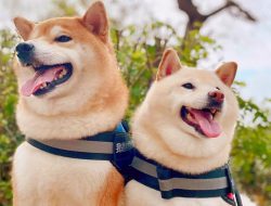 7 Heartbreaking Signs Dogs Show Before They Pass Away