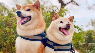 7 Heartbreaking Signs Dogs Show Before They Pass Away