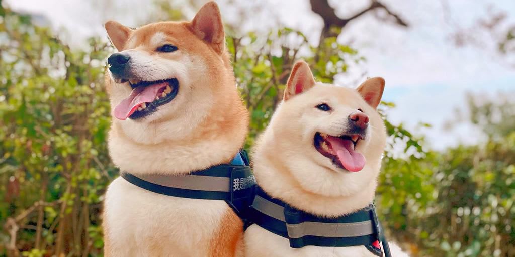 7 Heartbreaking Signs Dogs Show Before They Pass Away