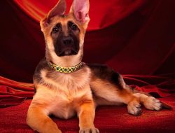 Dekati Si Anjing Berkekayaan Rp6,5 Triliun, yang Paling Kaya di Dunia