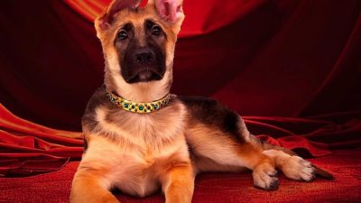 Dekati Si Anjing Berkekayaan Rp6,5 Triliun, yang Paling Kaya di Dunia